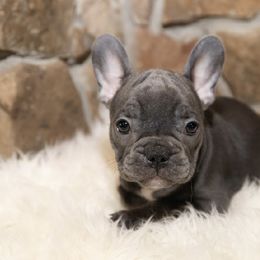 Girl 2 - female French Bulldog puppy in Florida from Lyons Pride Pups