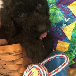 Labradoodle Puppies from Hippie Hollow Doodles