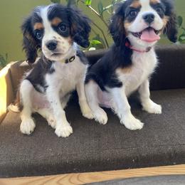 Sir Jerald Edward - Jerry of North Cumberland - Tri-color male Cavalier King Charles Spaniel puppy in Fayetteville, North Carolina from Cumberland Cavapoos