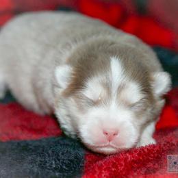 Jingle-lavendar - Lavender male Pomsky puppy in Bremen, Indiana from AMS Pomeranians and Pomskies in Indiana