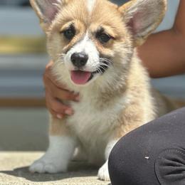 Belle - Red female Pembroke Welsh Corgi puppy in Urbana, Ohio from Edgewood Farm and Kennel
