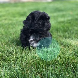 Shih Tzu Puppies from Shurbeez Shih Tzu