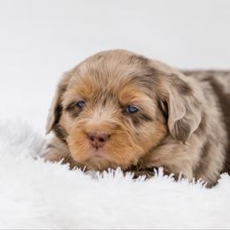 Leia puppy picks at 7 weeks - female Australian Mountain Doodle puppy in Cortez, Colorado from Sassy Pants Pups