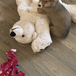 Pembroke Welsh Corgi Puppies from Off Road Ranch Corgis