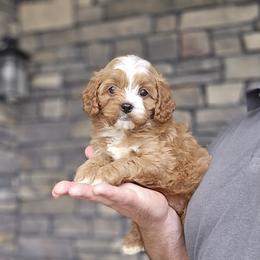 Beth - Red female Cavapoo puppy in Apple Creek, Ohio from Grandeur Valley Puppies