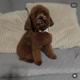 Kiwi - Poodle