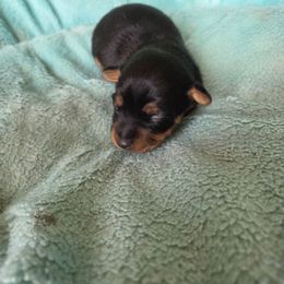 Elvis - Black and tan male American Hunt Terrier puppy in Cave City, Arkansas from Bayou Valley Shepherds and American Hunt Terriers