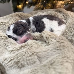 Sugar Plum - female Golden Mountain Doodle puppy in Victoria, Texas from Deidre's Doodles