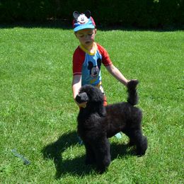 Poodle Puppies from D and D Standard Poodles