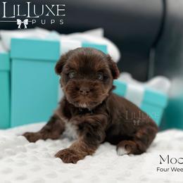 Mocha - Chocolate and tan female Yorkshire Terrier puppy in Scottsdale, Arizona from Lil Luxe Pups