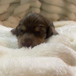 Noel - Chocolate and cream female Dachshund puppy in Mountain Home, Idaho from Desert Wind Dachshunds