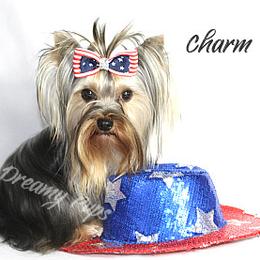 Biewer Terriers and Yorkshire Terriers from Dreamy Pups