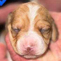 Boy 2 - Piebald male Dachshund puppy in Palm Coast, Florida from Michelle’s Mini Dachshunds