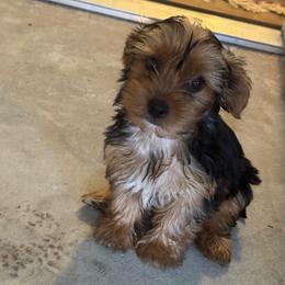 San San - Chocolate, tan and white female Yorkshire Terrier puppy in Jacksonville, Florida from Lake Shore Yorkies