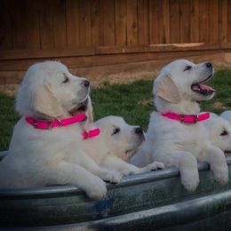 Golden Retriever Puppies from Promised Love Goldens