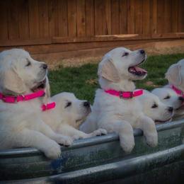 Golden Retriever Puppies from Promised Love Goldens