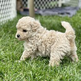 Australian Labradoodle Puppies from Tiny Treasures Australian Labradoodles