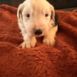 Ben - Black and white male Old English Sheepdog puppy in Acton, California from Fab OES