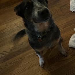Australian Cattle Dog All Grown Up from Hope Heelers (Australian Cattle Dogs)