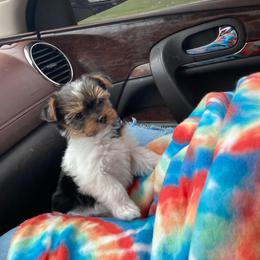 Yorkshire Terrier Puppies from Paw-Perfect Palace