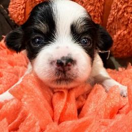 Ginger white collar - White and tan female Mal-Shi puppy in Benton Harbor Mi, Michigan from Wiggle Bottom Shih Tzu/Maltese