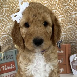 Girl 4 - Apricot Goldendoodle puppy in Christiana, Tennessee from Rechlicz Family Doodles