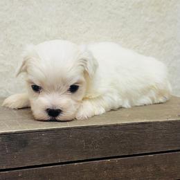 Teddy - White male Maltese puppy in Monticello, Iowa from Ashley’s Puppies