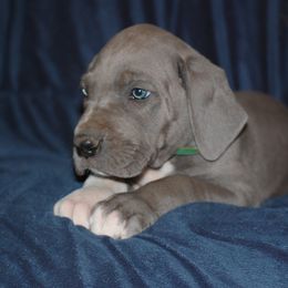 Great Dane and Miniature Schnauzer Puppies from River Valley Great Danes
