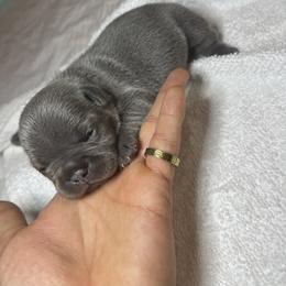 Bella - Blue French Bulldog puppy in Houston, Texas from Blasé French Bulldogs