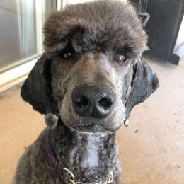Raven - Poodle