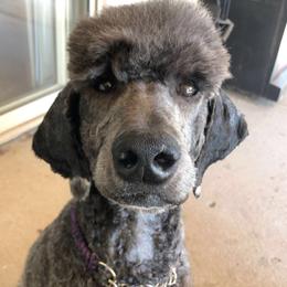 Raven - Poodle
