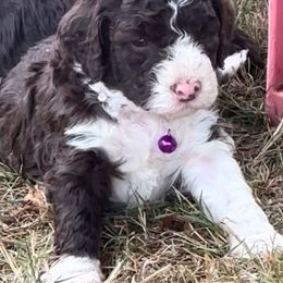 Purple - Brown female Lagotto Romagnolo puppy in Alsea, Oregon from Stan and Merrie's Lagotto Romagnolo