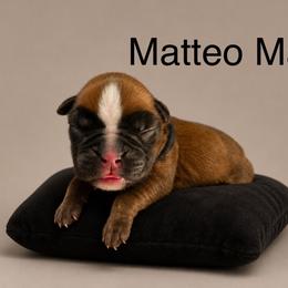 Matteo - Fawn male Boxer puppy in Abilene, Texas from L&L Euro Boxers and Small Town Shih Tzus