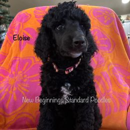 Cupcake  (Pink collar) - Silver female Poodle puppy in Mesa, Arizona from New Beginnings Standard Poodles