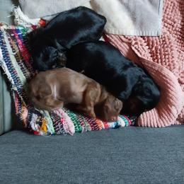 Dachshunds from Das Low Doxies