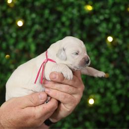 Eloise - Light golden female Golden Retriever puppy in Payette, Idaho from Stonewick Retrievers