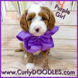 Purple Girl - Red  female Goldendoodle puppy in Taneytown, Maryland from Curlydoodles