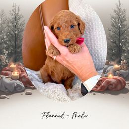 Flannel - Red  male Goldendoodle puppy in Canton, Georgia from Teddy Puppies