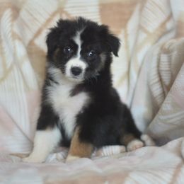 Grapefruit - Black tri-color female Australian Shepherd puppy in Delta, Colorado from PTK Ranch