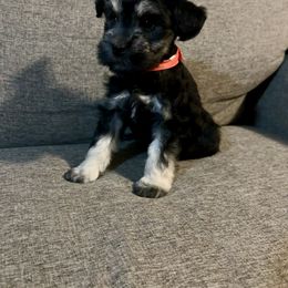Mattie - Black and silver female Miniature Schnauzer puppy in Plaucheville, Louisiana from Honey Doux Southern Paws