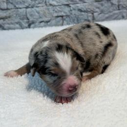 Vaughn - Blue merle male Miniature Australian Shepherd puppy in Midway, Texas from L Bar W Aussie Ranch