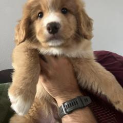 Nova Scotia Duck Tolling Retriever All Grown Up from Shireway Tollers