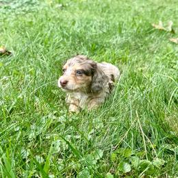 Liberty Bell - Dapple female Dachshund puppy in Three Rivers, Michigan from Michiana Dachshunds