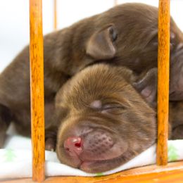 Labrador Retriever Puppies from Whiskey River Labradors
