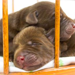 Labrador Retriever Puppies from Whiskey River Labradors