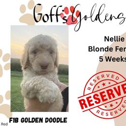 Nellie - Cream female Goldendoodle puppy in Falls City, Nebraska from Goff’s Goldens