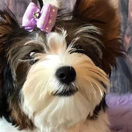 Star - Biewer Terrier
