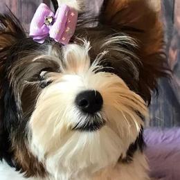 Star - Biewer Terrier