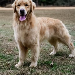 Griffin - Golden Retriever