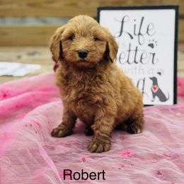 Robert - Red  Goldendoodle puppy in Oxford, Pennsylvania from FriendlyPals